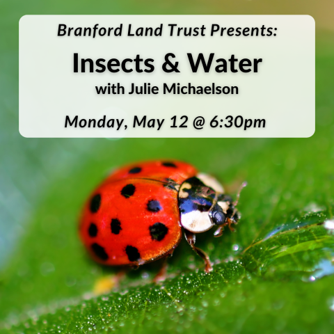 Branford Land Trust Presents: Insects and Water with Julie Michaelson on Monday, May 12th at 6pm