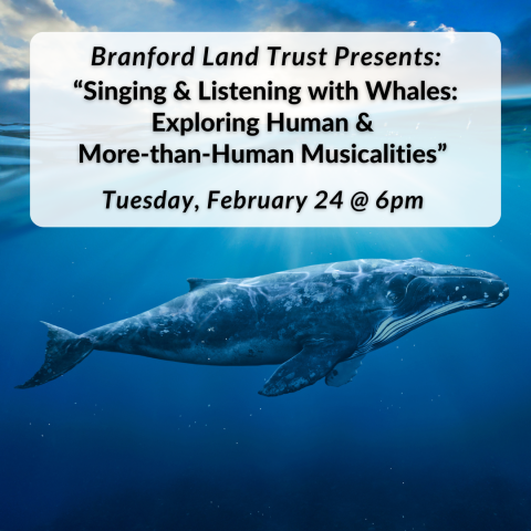 Branford Land Trust presents Singing and Listening with Whales: Exploring Human and More-Than-Human Musicalities on Tuesday, February 24th at 6pm
