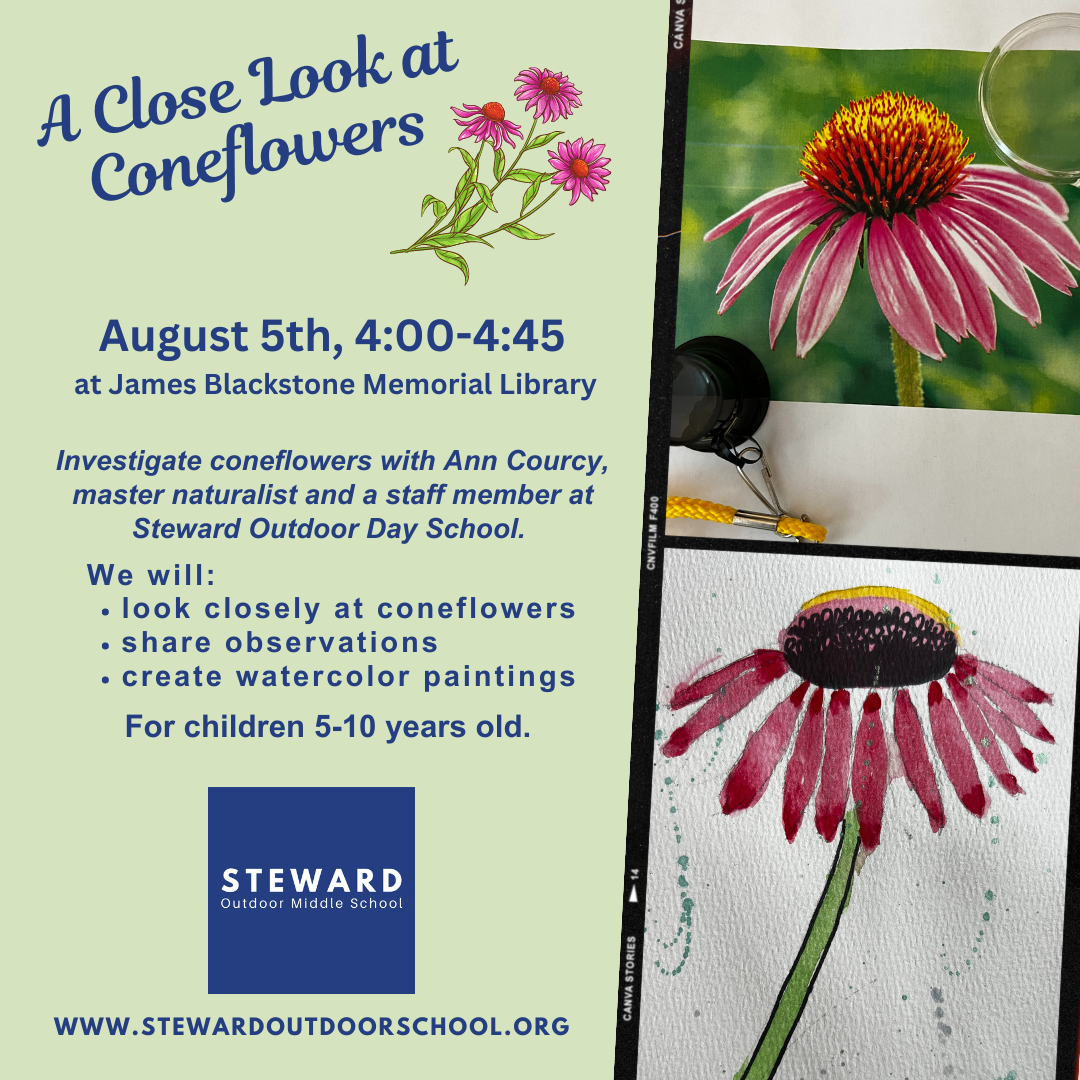 A Close Look at Coneflowers